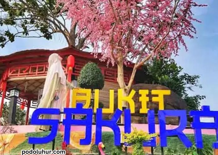 Wisata ke Bukit Sakura Menikmati Keindahan Alam Bunga Sakura